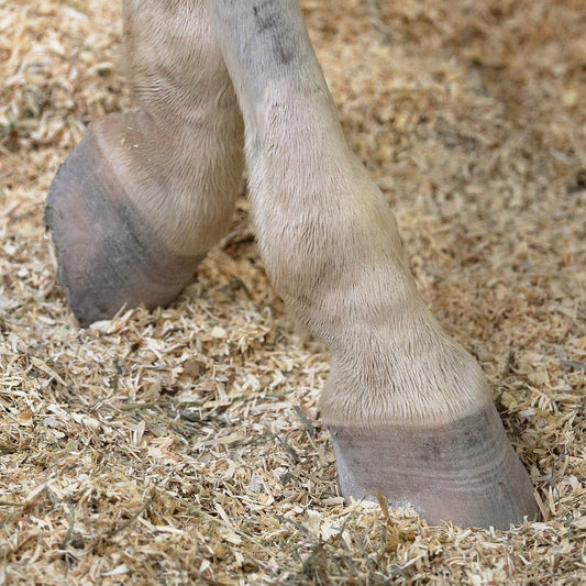 produit soin cheval