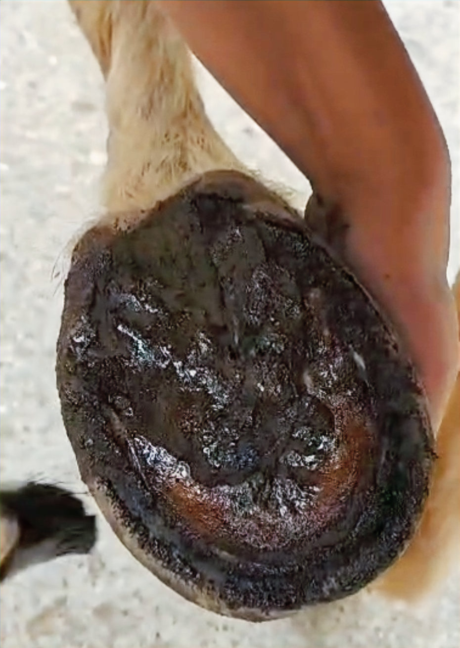 Protecting Horses' Soles and Frogs in Wet Weather: A Natural Care Guide