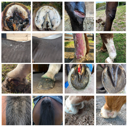 soins ozone animaux