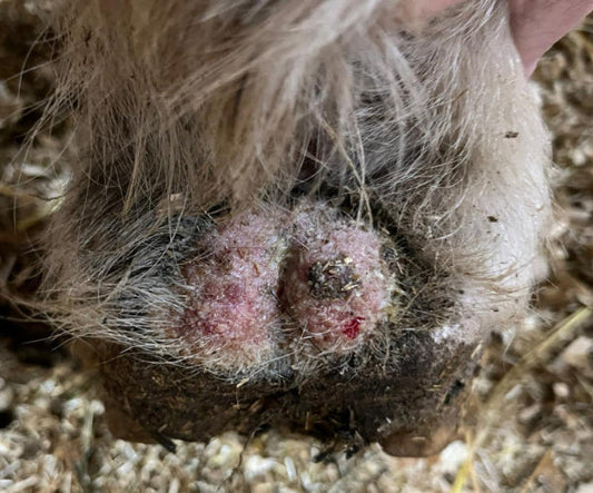 Pathologies des glômes du cheval et traitements naturels à l'ozone