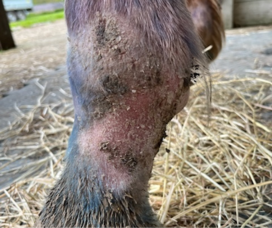 Traitement naturel de la gale de boue du cheval avec l'ozone thérapeutique