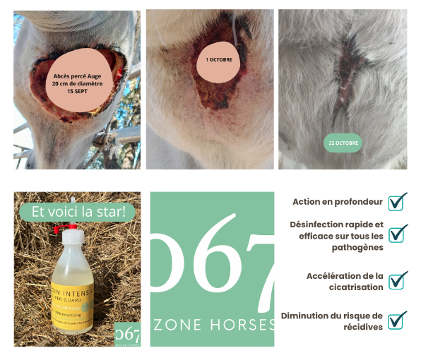 Abcès de 20 cm chez le cheval guéri en 1 mois grâce à l'huile ozonée OZONE SOIN INTENSIF
