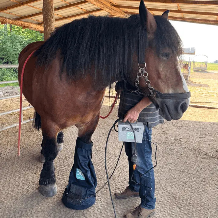 cheval de trait soins ozone