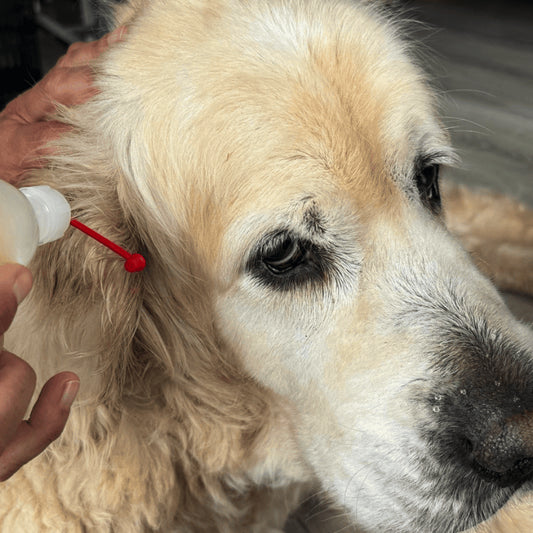 Application oreille Produit ozone Chien et chat OZONE ESSENTIEL