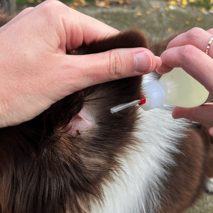 Application oreille Produit ozone Chiens et chats OZONE ESSENTIEL