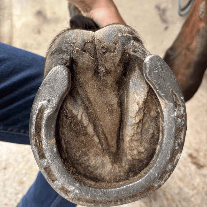 Produit naturel à l'ozone sabot cheval après traitement