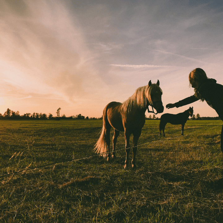 Comprendre les plaies cheval