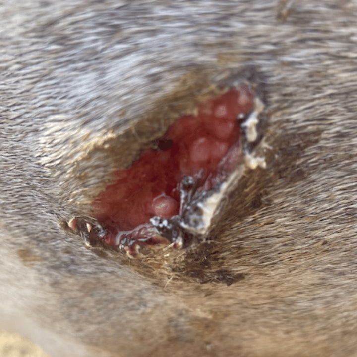 Plaie cheval avec granulation