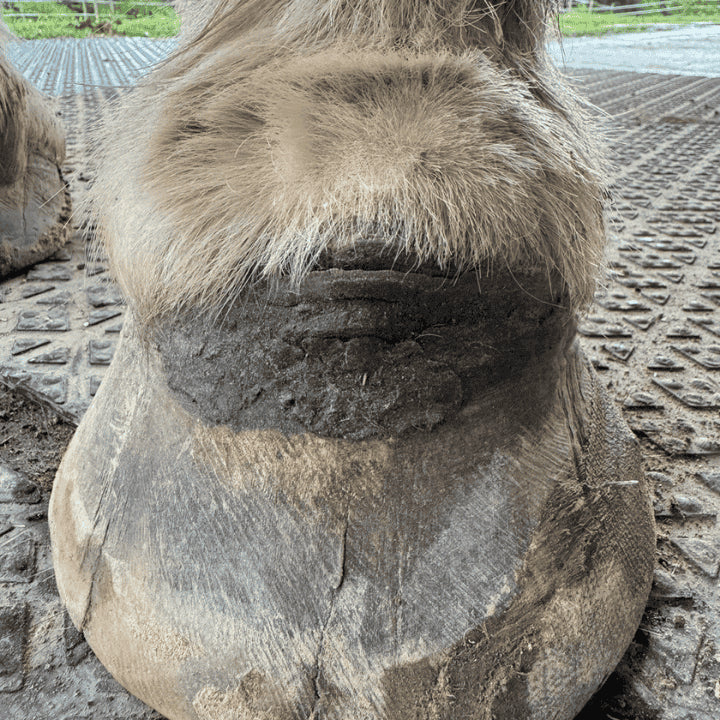 abces du cheval après protocole de soins naturels