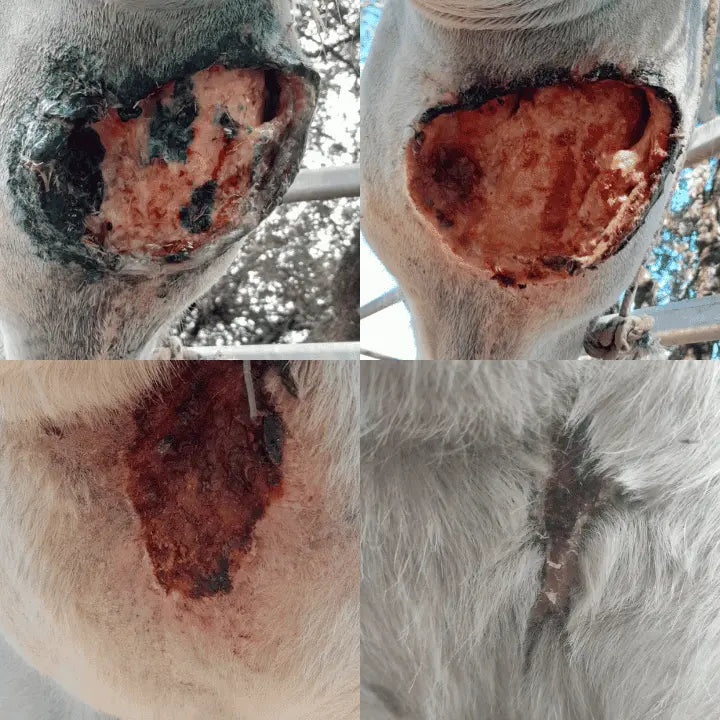 comment soigner une très grande plaie chez le cheval