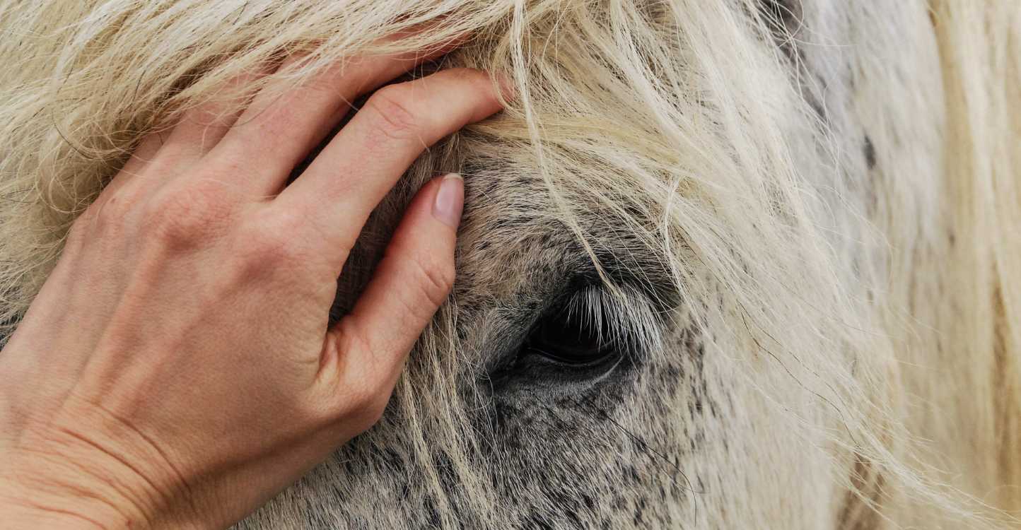 conseils soins animaux 007