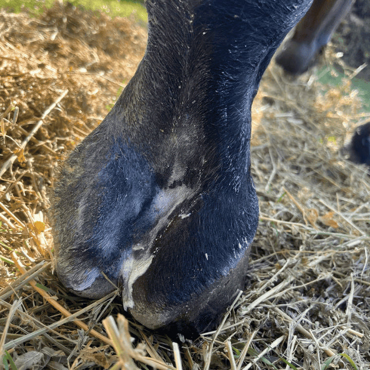 crapaud cheval crise inflammatoire lors de la maladie du crapaud cheval
