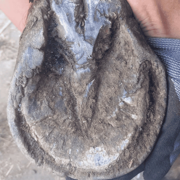 Gestion quotidienne du crapaud cheval pour soigner crapaud cheval
