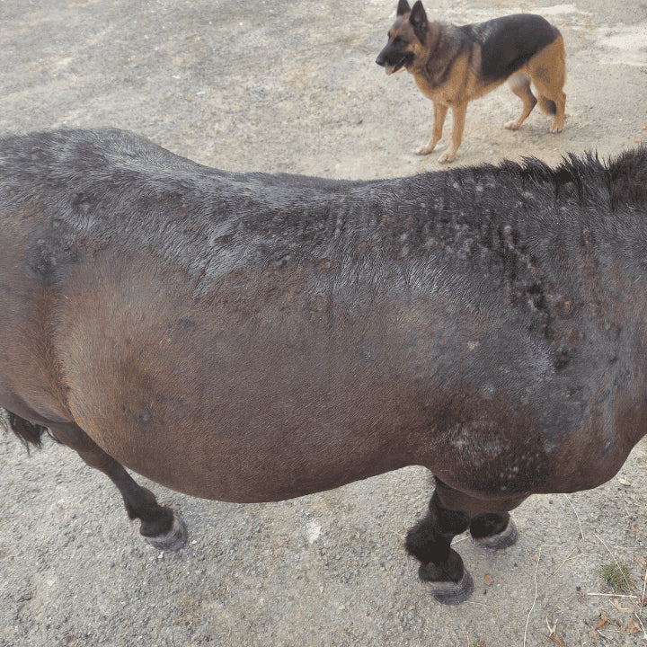Dermite cheval après soin dermite cheval avec les soins naturels à l'ozone 067
