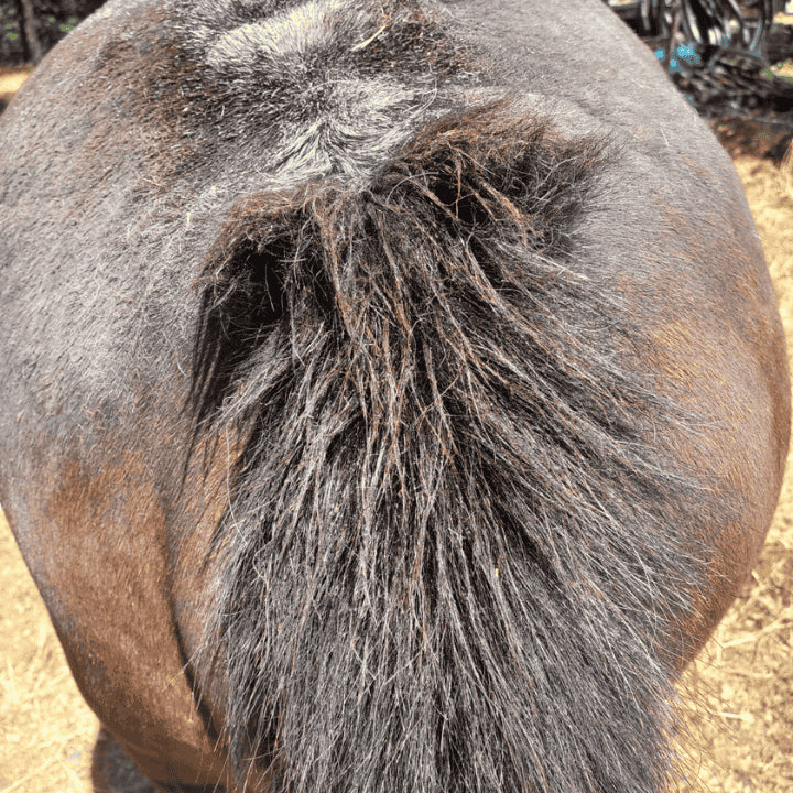 Dermite du cheval traitée avec notre produit pour la dermite cheval 067
