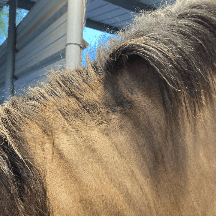 Dermite cheval : pour la dermite estivale cheval traitement 067 est efficace