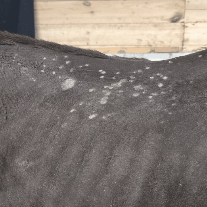 Dermite cheval irritative Utiliser la gamme 067 de produit dermite cheval
