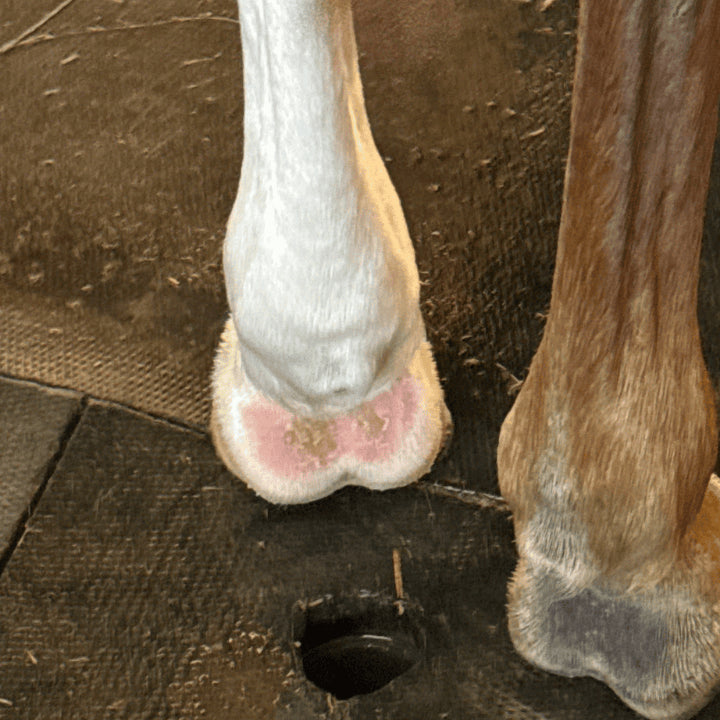 Gale de boue cheval ou dermatophilose cheval