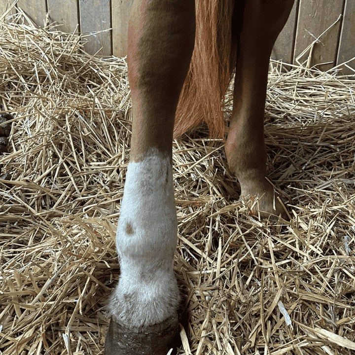 Gale de boue cheval avec lymphœdème 