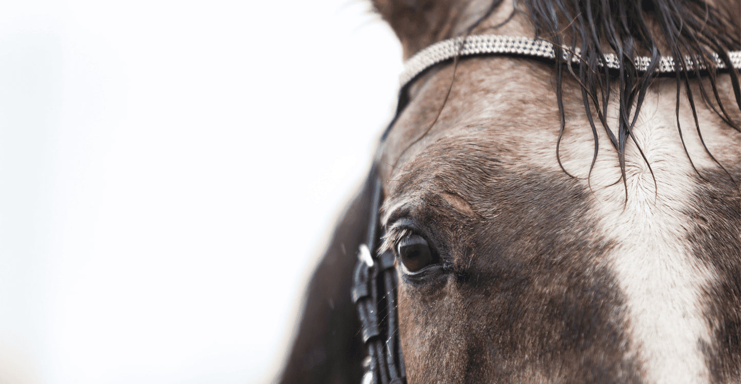 Plaies cheval